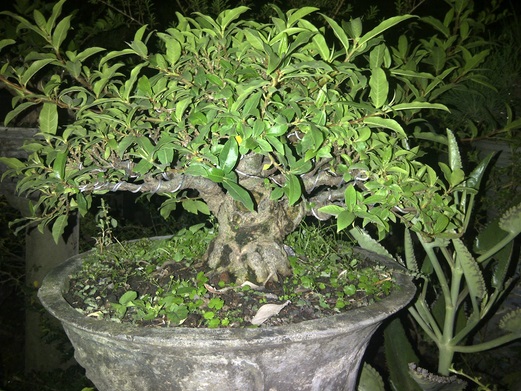 Detail Bonsai Loa Besar Nomer 12