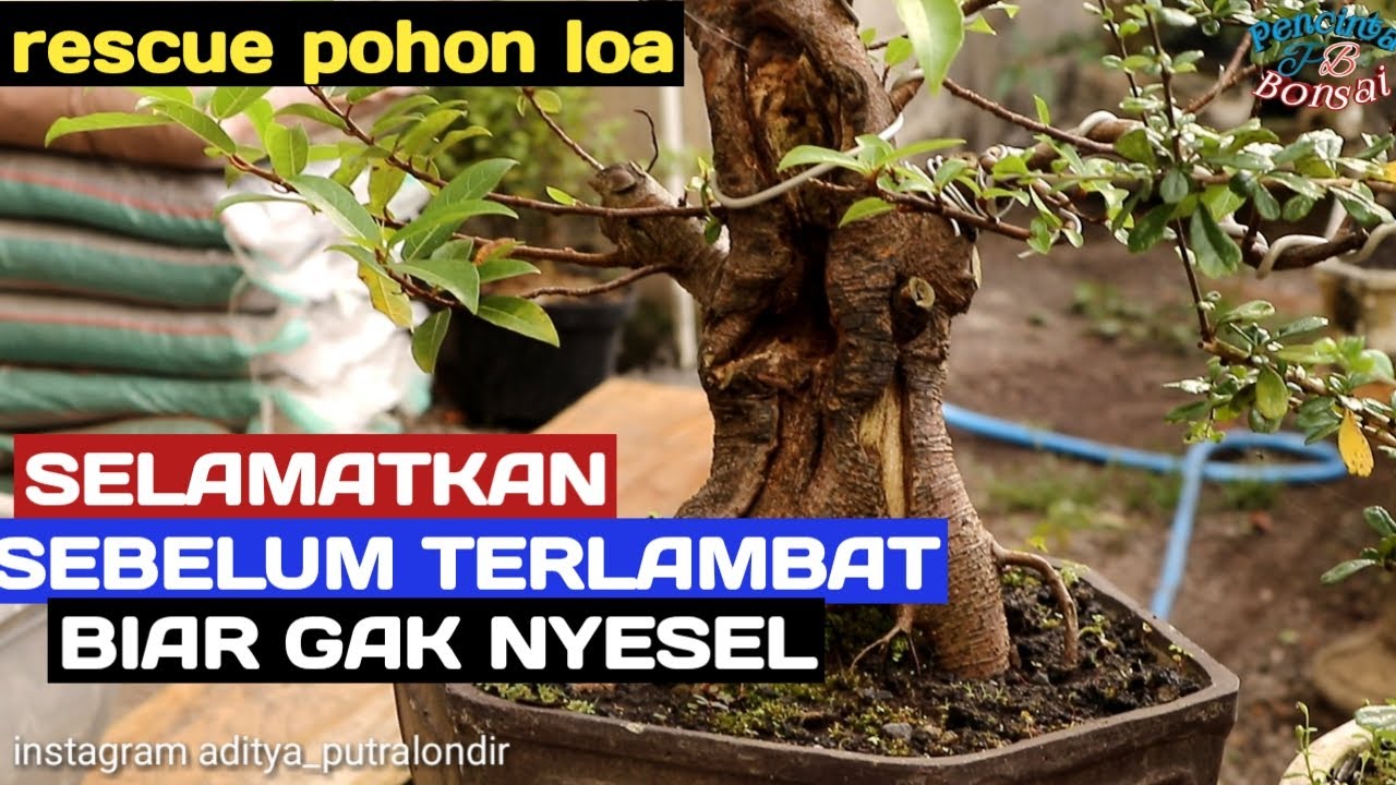 Detail Bonsai Loa Besar Nomer 30