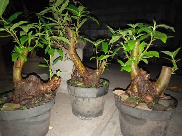 Detail Bonsai Loa Besar Nomer 35