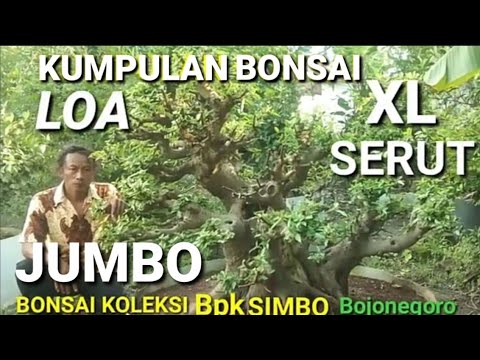 Detail Bonsai Loa Besar Nomer 42