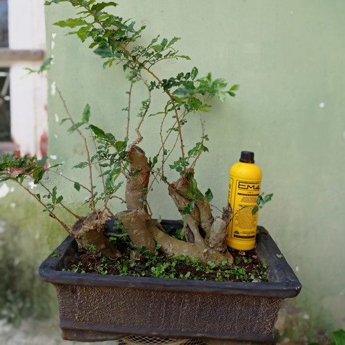 Detail Bonsai Loa Besar Nomer 44