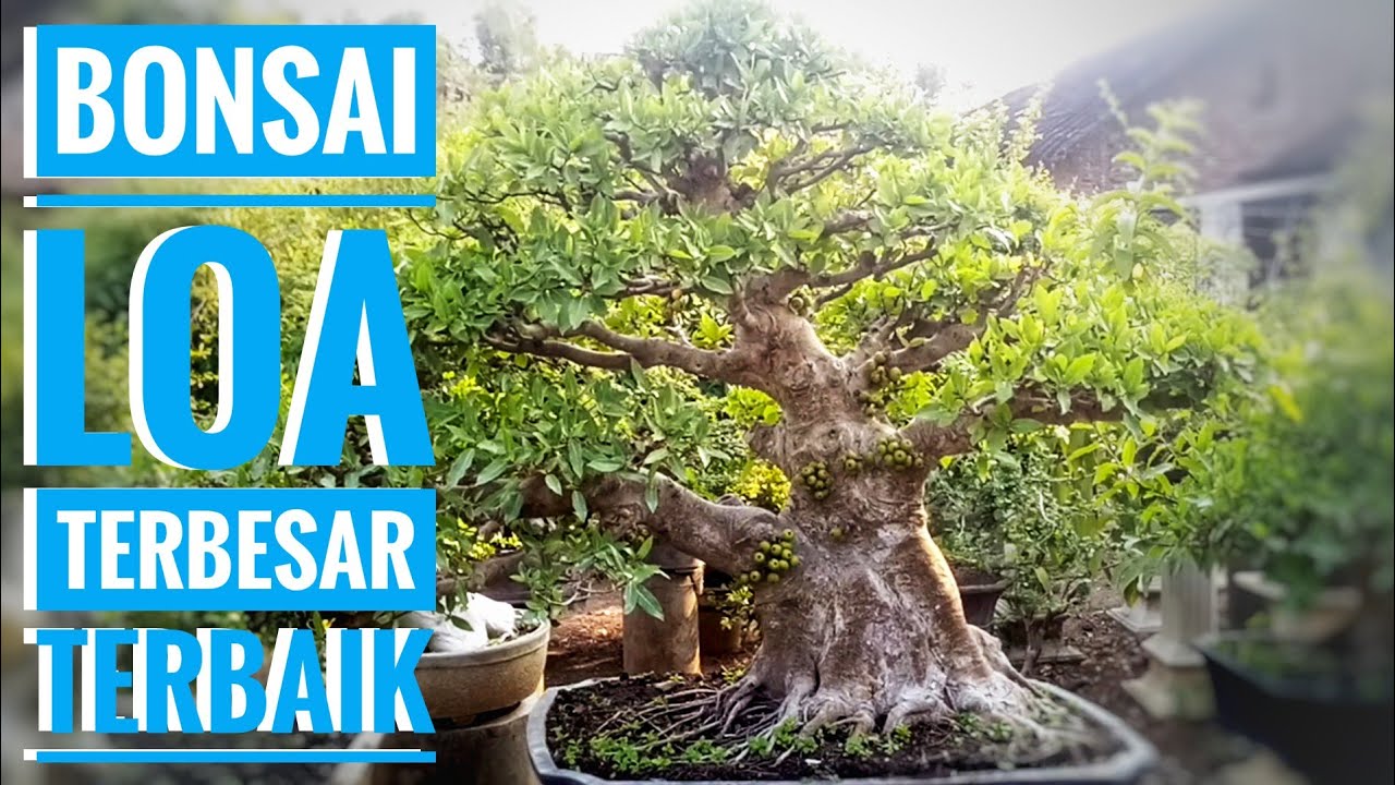 Bonsai Loa Juara - KibrisPDR