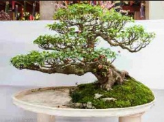 Detail Bonsai Loa Juara Nomer 2