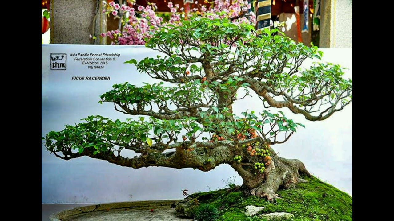 Detail Bonsai Loa Juara Nomer 11