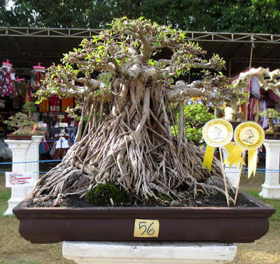 Detail Bonsai Loa Juara Nomer 12