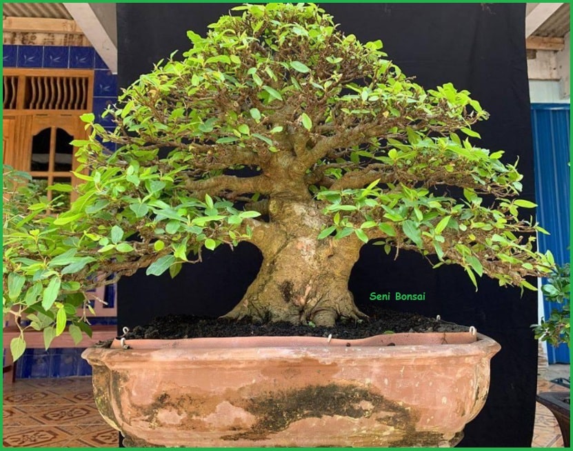 Detail Bonsai Loa Juara Nomer 13