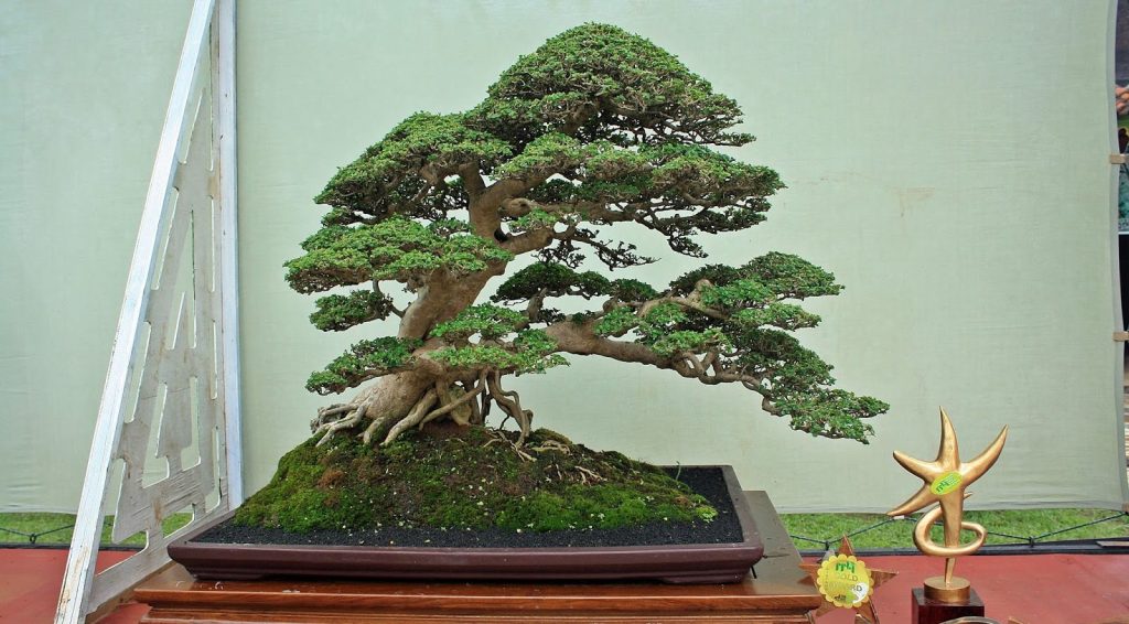 Detail Bonsai Loa Juara Nomer 14