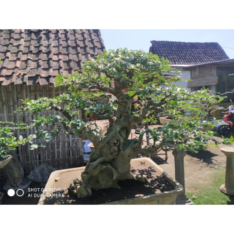 Detail Bonsai Loa Juara Nomer 15