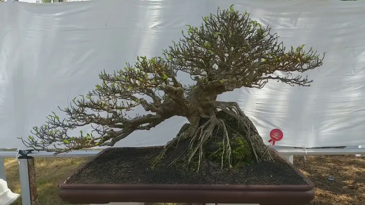 Detail Bonsai Loa Juara Nomer 17