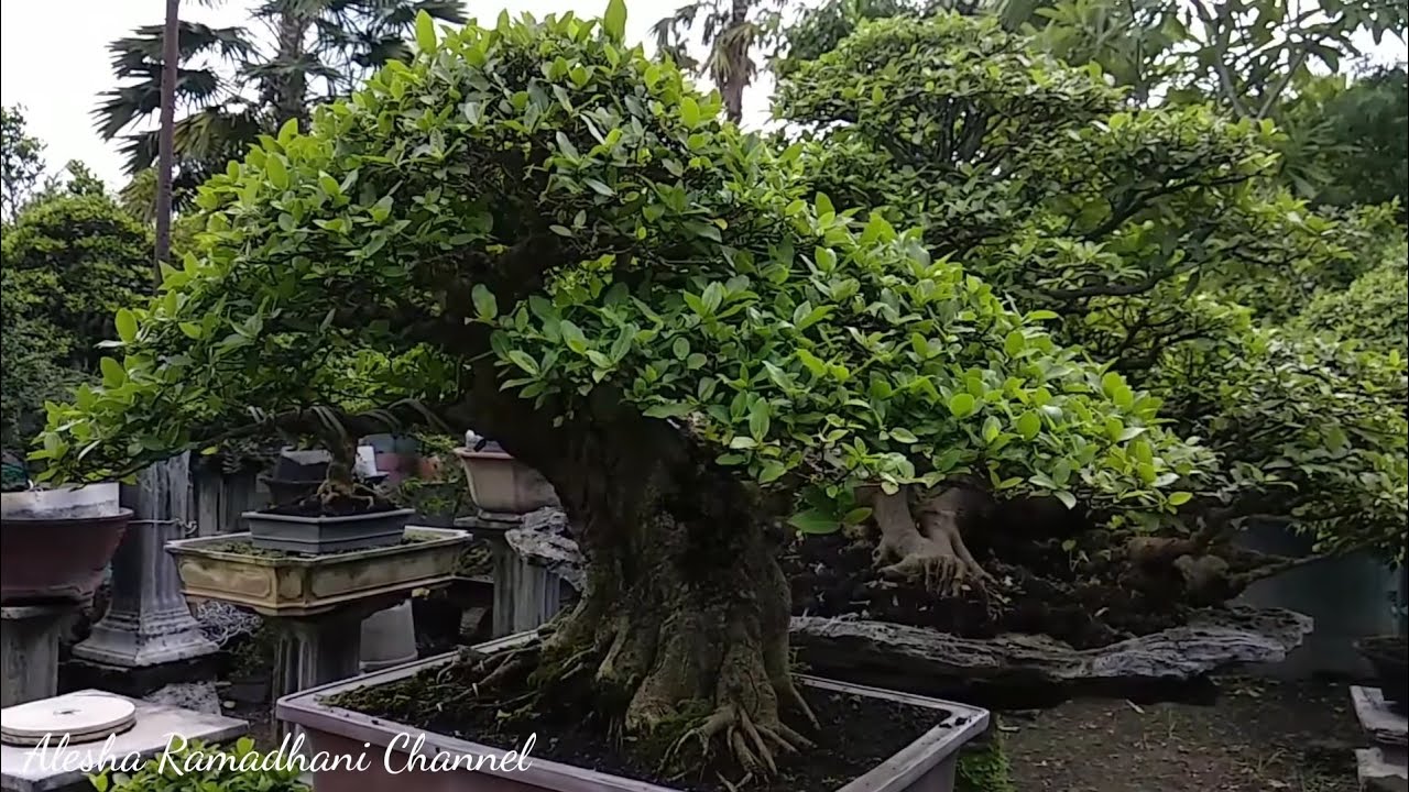 Detail Bonsai Loa Juara Nomer 18
