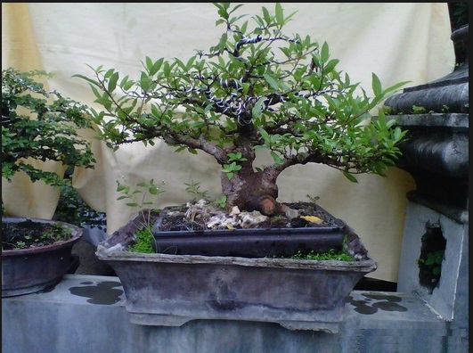Detail Bonsai Loa Juara Nomer 19