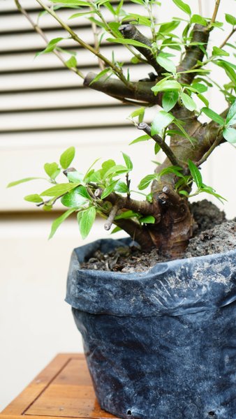 Detail Bonsai Loa Juara Nomer 20