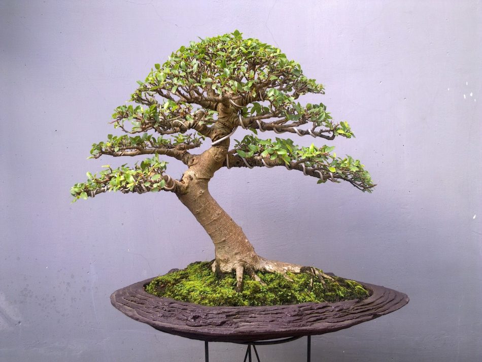 Detail Bonsai Loa Juara Nomer 3