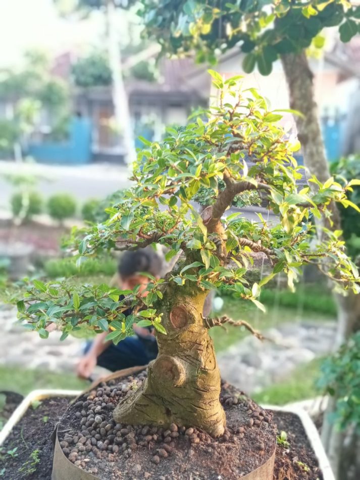 Detail Bonsai Loa Juara Nomer 21