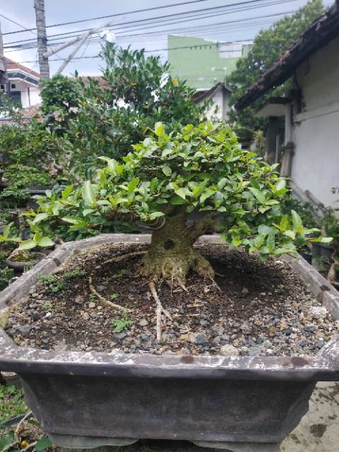 Detail Bonsai Loa Juara Nomer 22