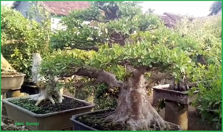Detail Bonsai Loa Juara Nomer 23