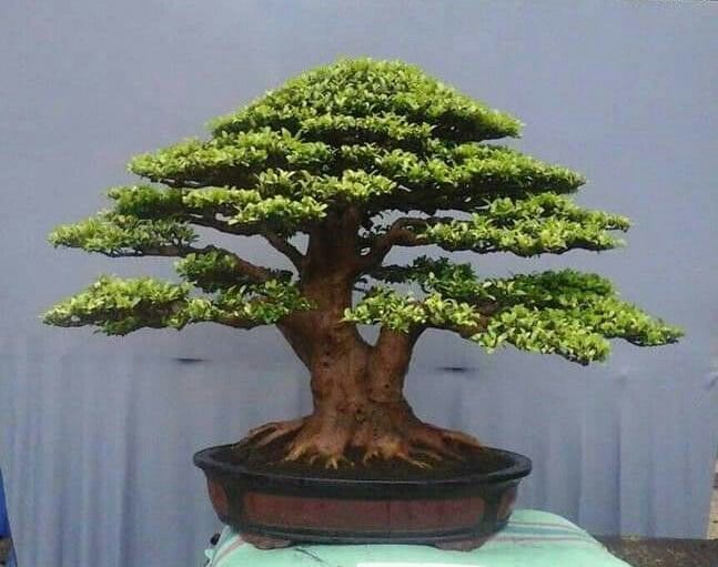 Detail Bonsai Loa Juara Nomer 24