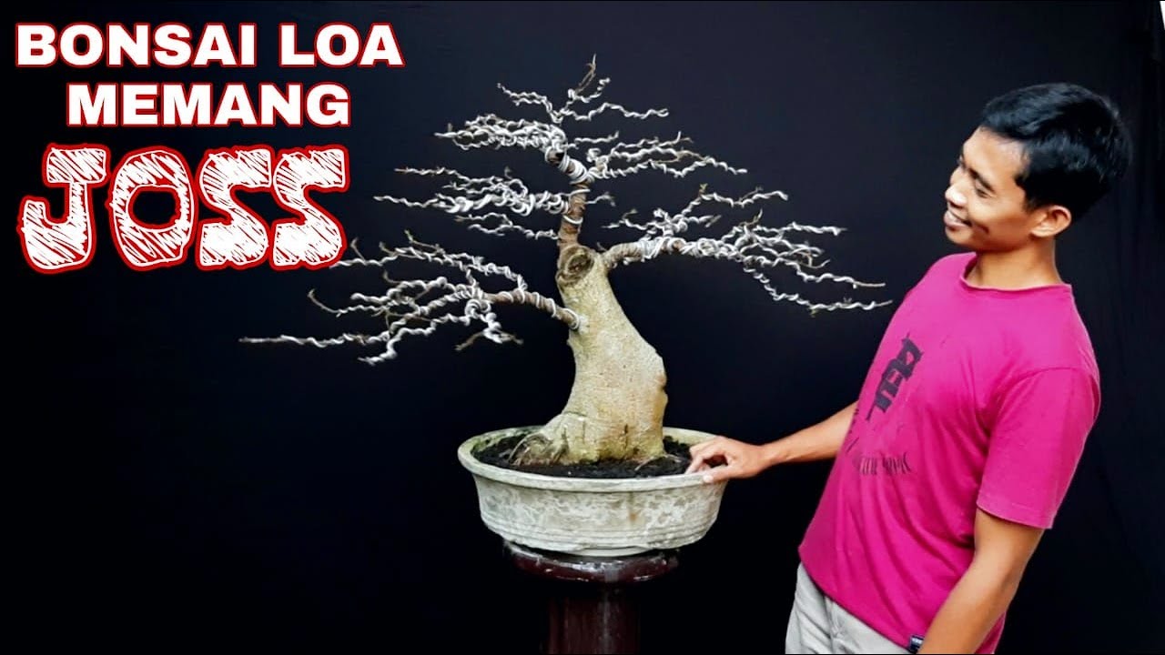 Detail Bonsai Loa Juara Nomer 27