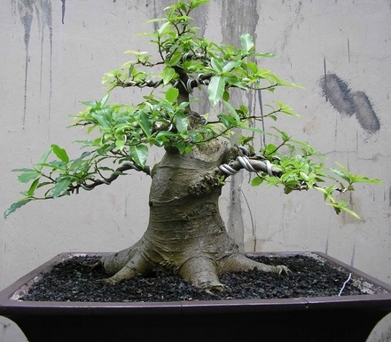 Detail Bonsai Loa Juara Nomer 4