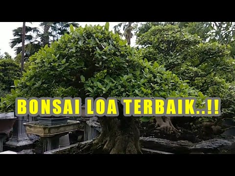 Detail Bonsai Loa Juara Nomer 29