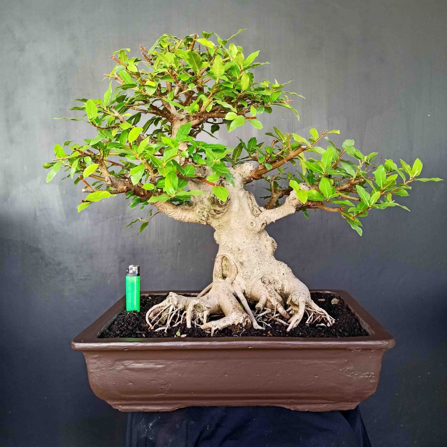 Detail Bonsai Loa Juara Nomer 30