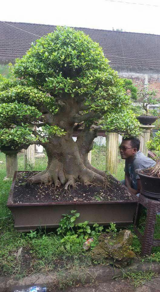 Detail Bonsai Loa Juara Nomer 32