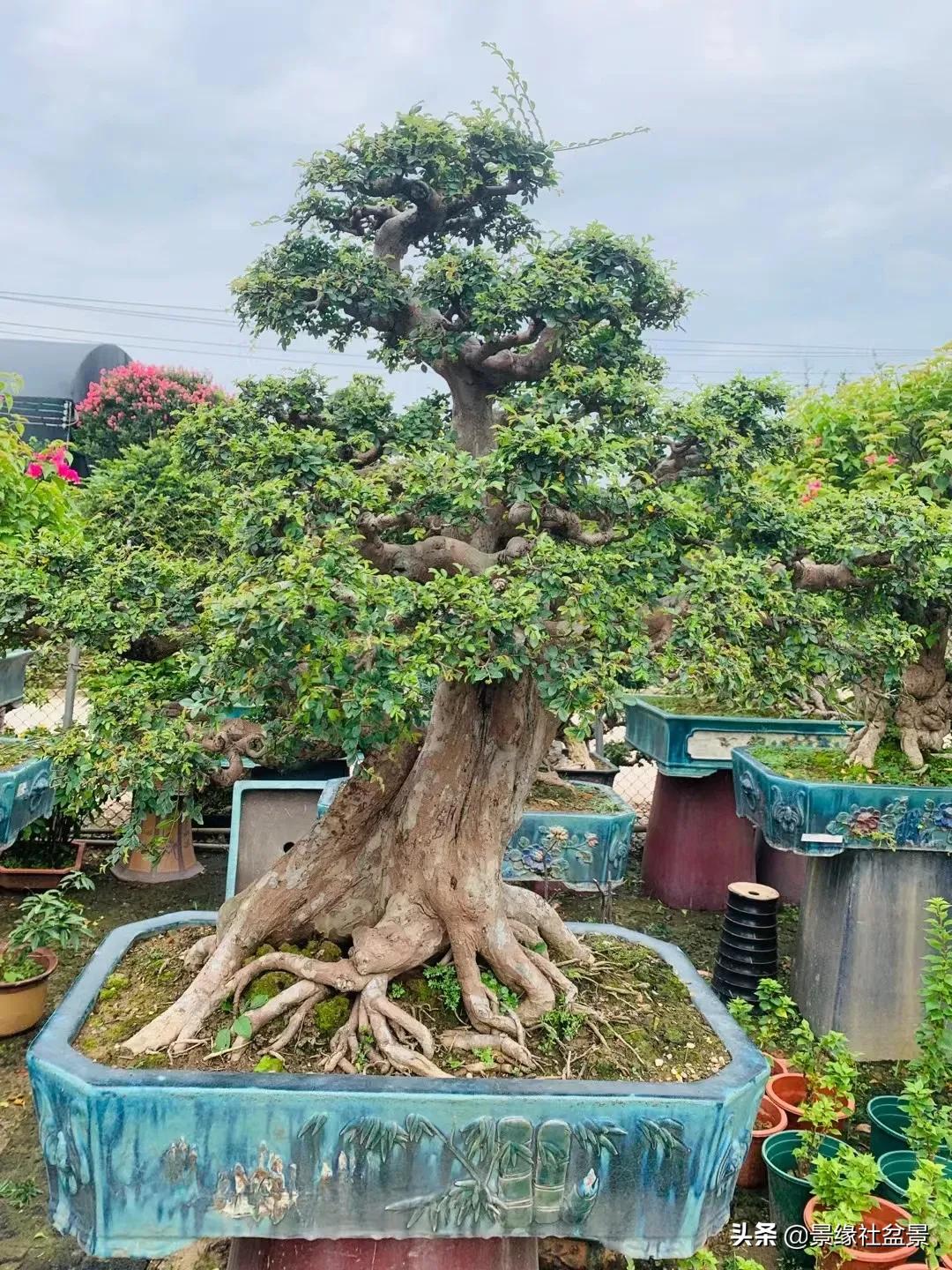 Detail Bonsai Loa Juara Nomer 34
