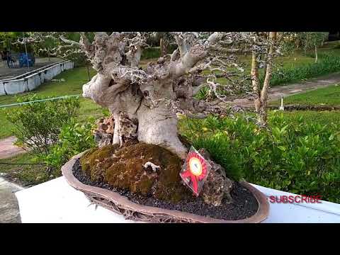Detail Bonsai Loa Juara Nomer 35