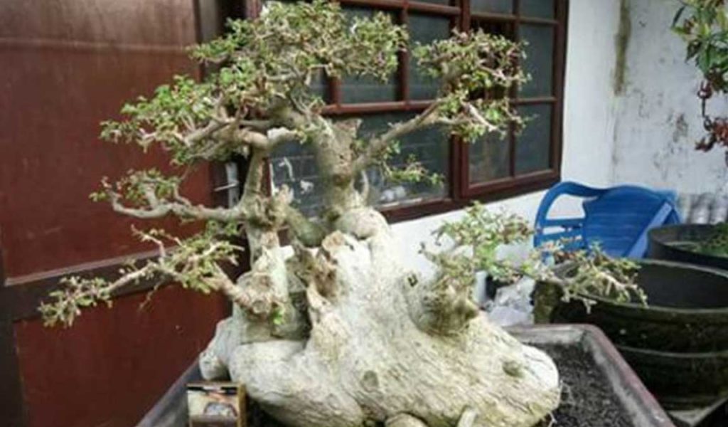 Detail Bonsai Loa Juara Nomer 36
