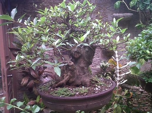 Detail Bonsai Loa Juara Nomer 5