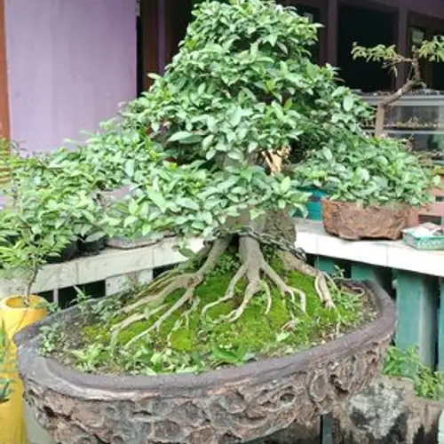 Detail Bonsai Loa Juara Nomer 38