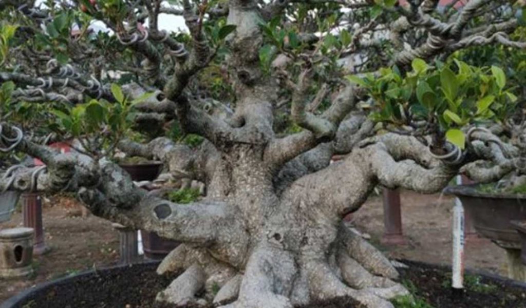 Detail Bonsai Loa Juara Nomer 39