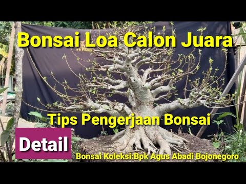 Detail Bonsai Loa Juara Nomer 40