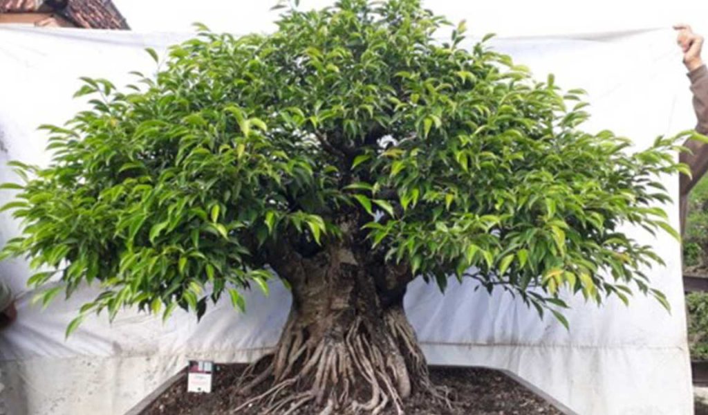 Detail Bonsai Loa Juara Nomer 42