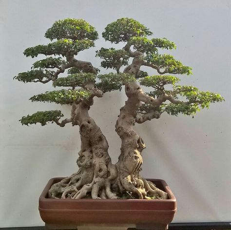 Detail Bonsai Loa Juara Nomer 43