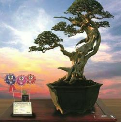 Detail Bonsai Loa Juara Nomer 44