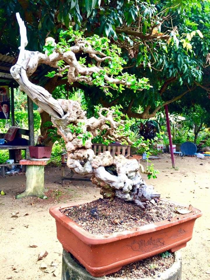 Detail Bonsai Loa Juara Nomer 45