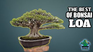 Detail Bonsai Loa Juara Nomer 6