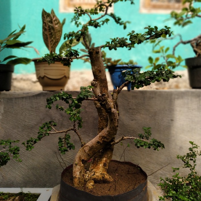 Detail Bonsai Loa Juara Nomer 46