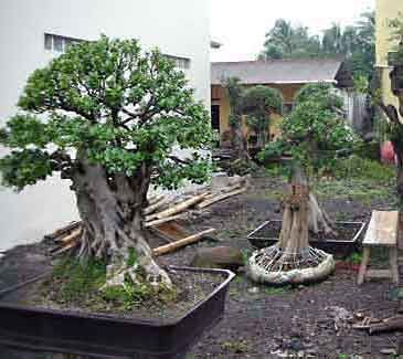 Detail Bonsai Loa Juara Nomer 47
