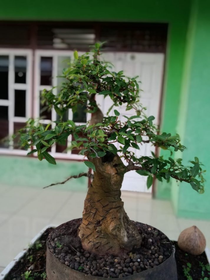 Detail Bonsai Loa Juara Nomer 49