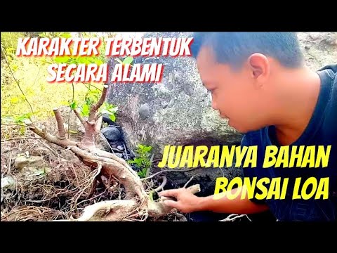 Detail Bonsai Loa Juara Nomer 50