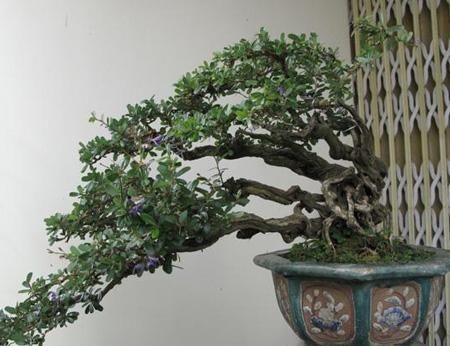 Detail Bonsai Loa Juara Nomer 51
