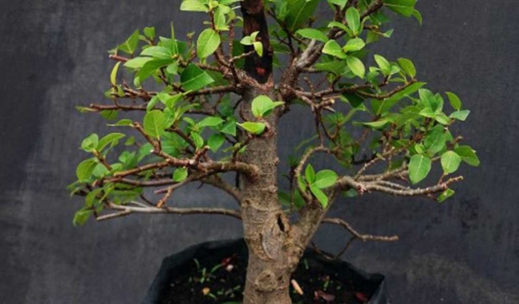 Detail Bonsai Loa Juara Nomer 52