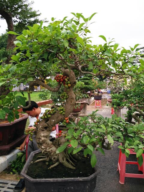 Detail Bonsai Loa Juara Nomer 53