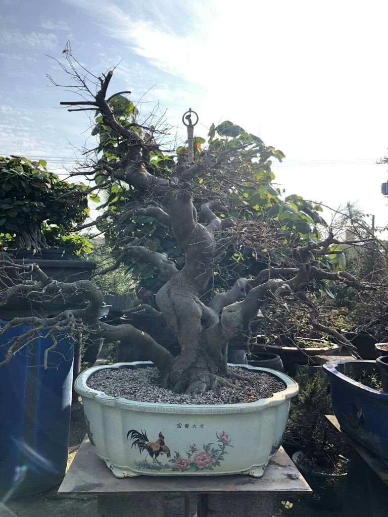 Detail Bonsai Loa Juara Nomer 54