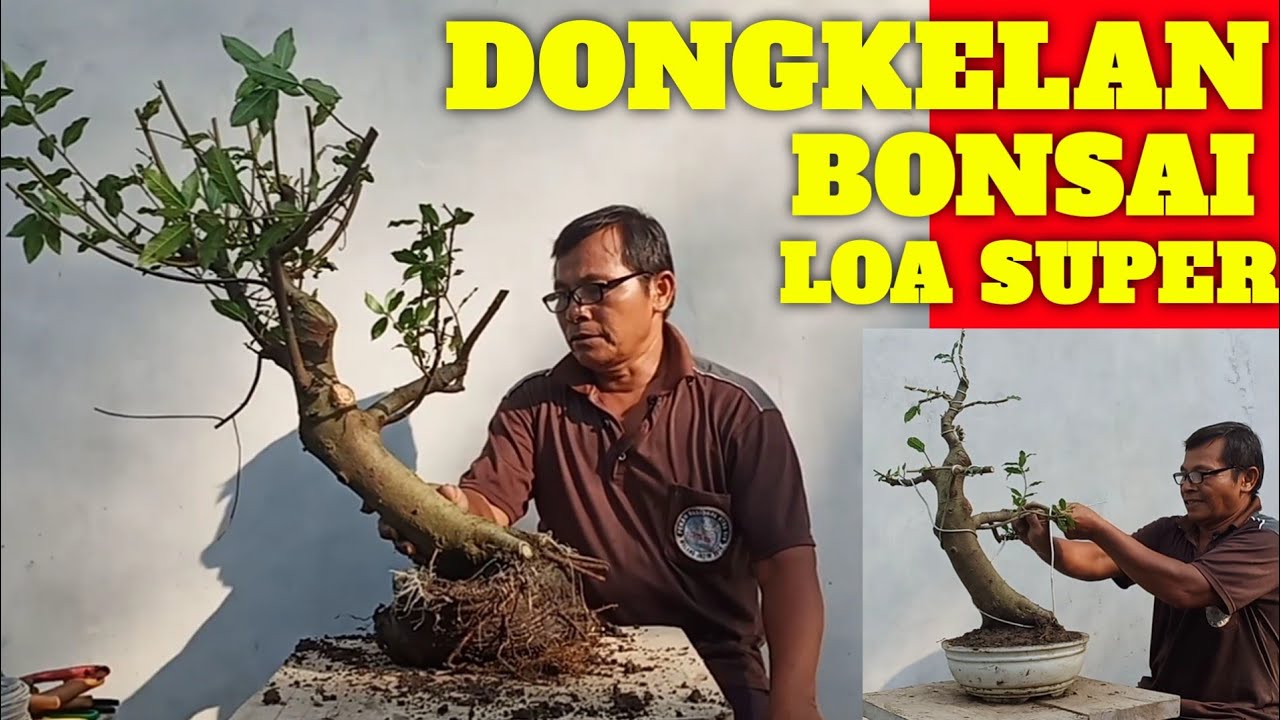 Detail Bonsai Loa Juara Nomer 7