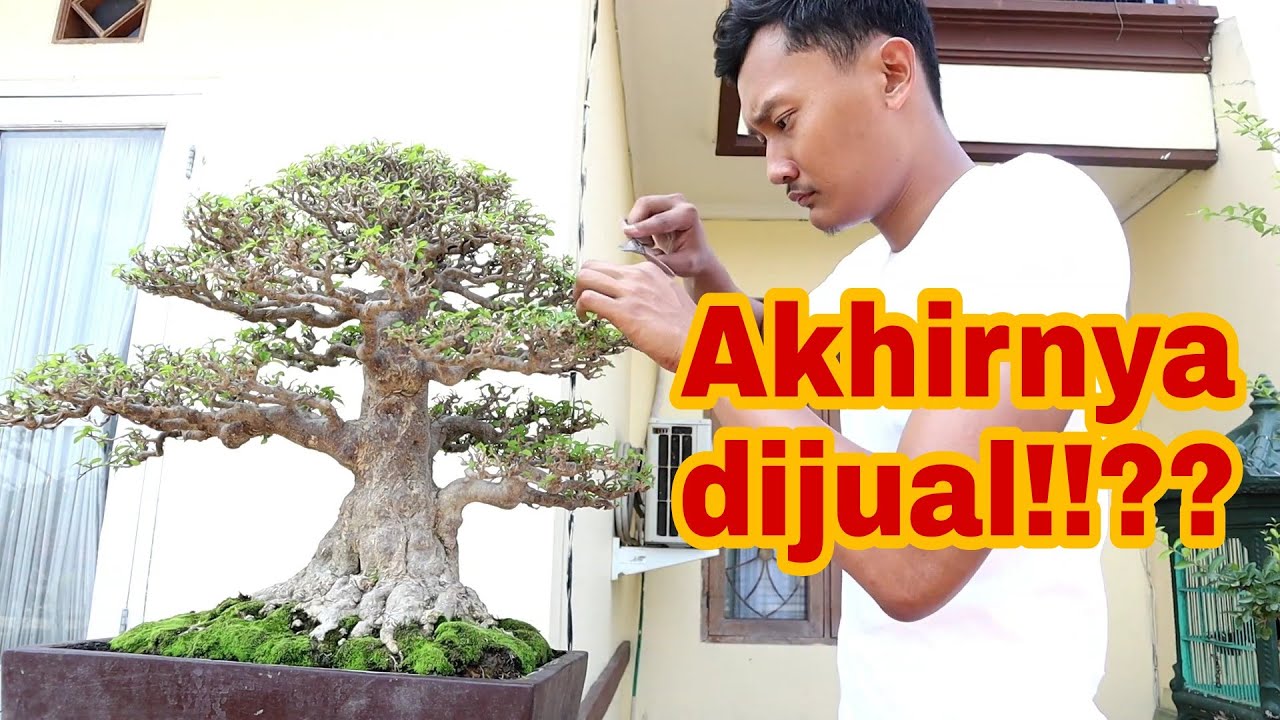 Detail Bonsai Loa Juara Nomer 8