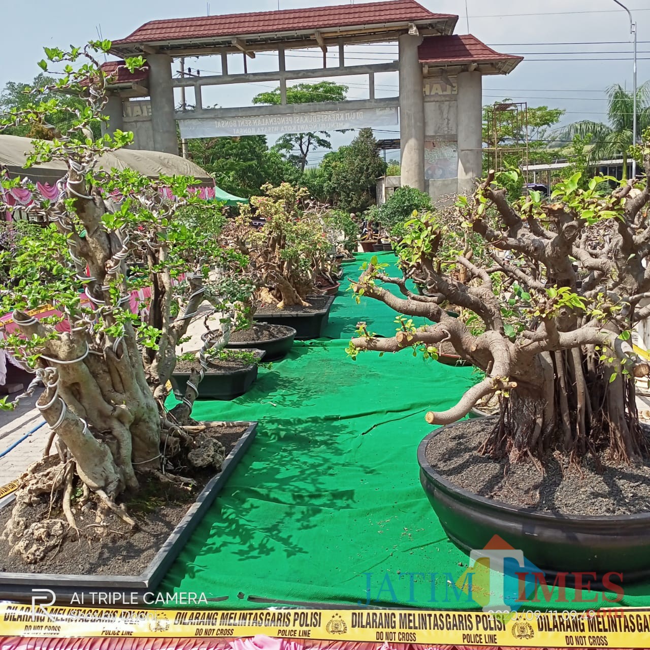 Detail Bonsai Loa Juara Nomer 9