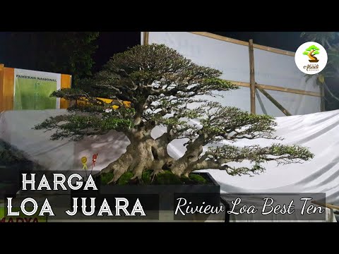 Detail Bonsai Loa Juara Nomer 10